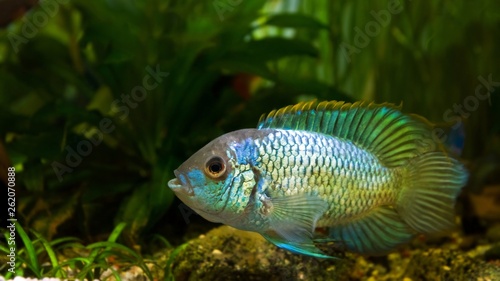 freshwater spectacular cichlid Nannacara anomala neon blue male in spawning coloration guarding eggs, side view