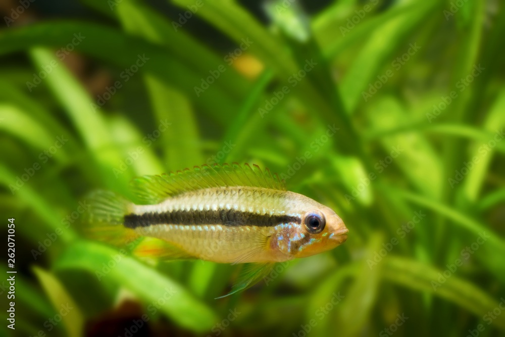 Apistogramma mendezi, A220, freshwater cichlid fish, wild young female from Barcelos, Rio Negro in natural biotope aquarium Apistogramma mendezi, A220, freshwater cichlid fish, wild young female from Barcelos, Rio Negro in natural biotope aquarium