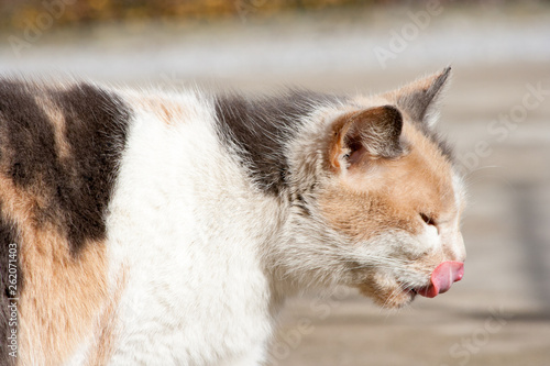 An adult cat with light fur licks his nose. Pink cat tongue