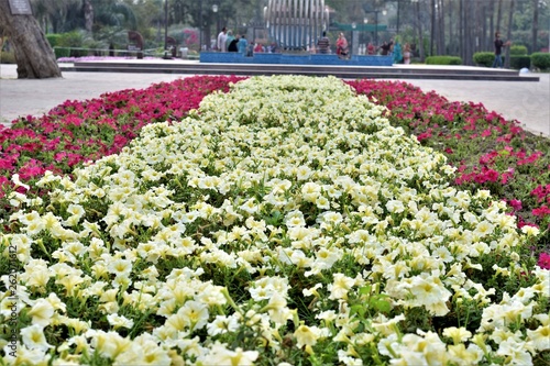 Red and White Petunia