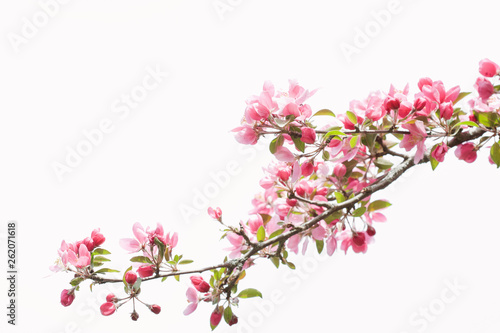 A curving single bough of pink apple blossoms sweeping from right to left  against an almost white sky in spring