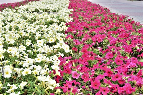 Red and White Petunia