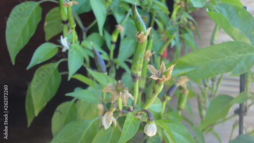 flowering pepper