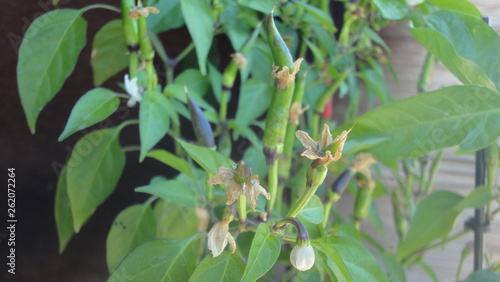 homemade bitter pepper