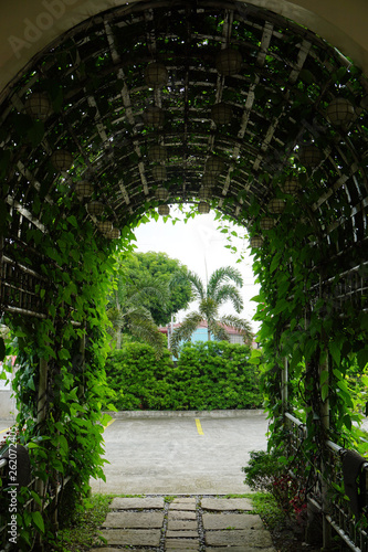 tunnel of plants