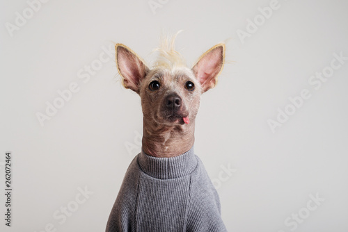 Fotografie Close up Portrait of a male Chinese Crested Dog on white background