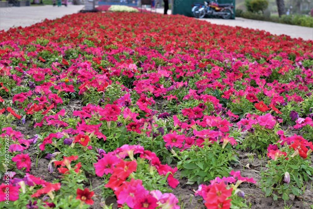 Red Petunia