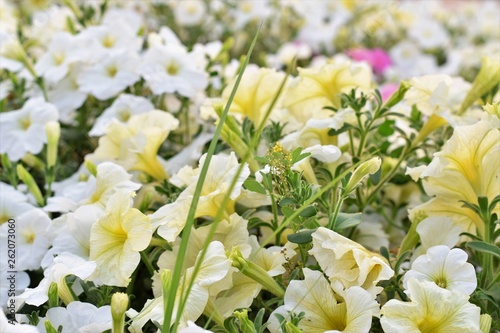 White Petunia