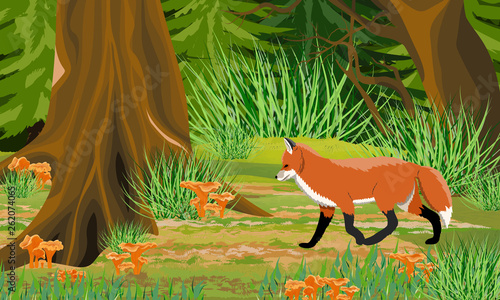 Red Fox in the autumn forest. Trunks of mist and trees, forest mushrooms chanterelles, stones. Wild animals of the forest. Realistic Vector Landscape