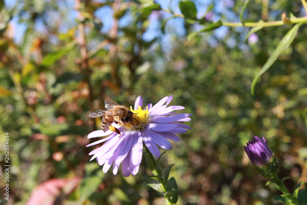 Obraz premium Bee 04