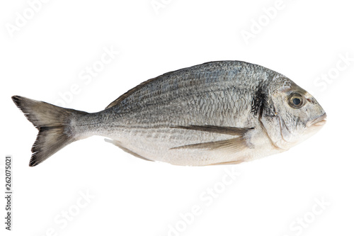 Fish isolated on the white background