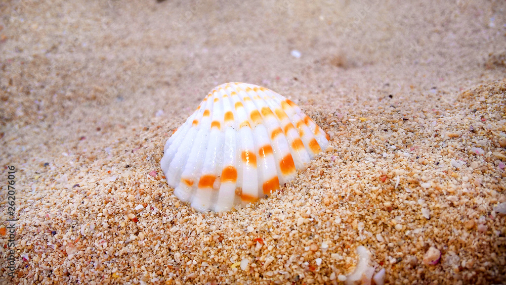 White shell with yellow stripes in the sand White shell with yellow stripes in the sand