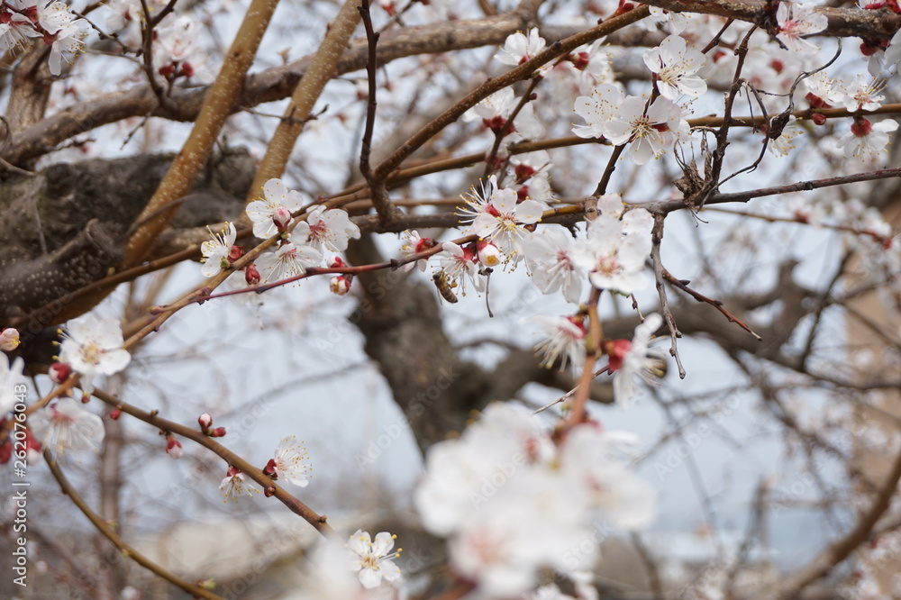 The blossoming branches in the spring apricots and the bee collecting nectar. The blossoming branches in the spring apricots and the bee collecting nectar.