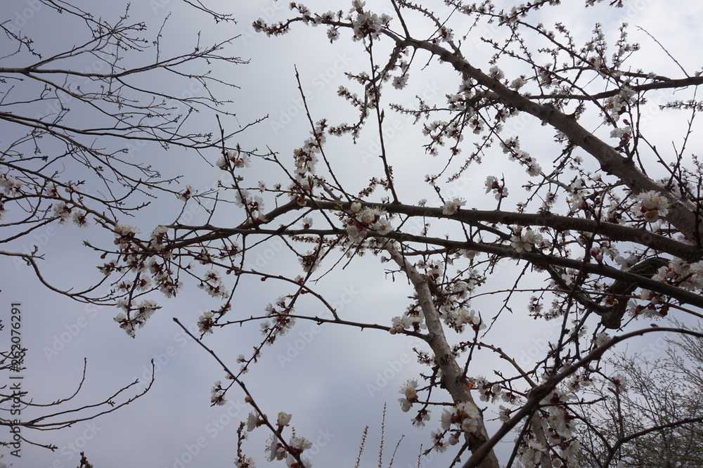 Flowering apricot branches in spring. Flowering apricot branches in spring.
