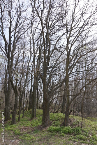 Spring Forest. Trees without leaves and green grass.