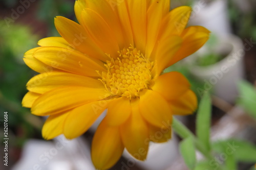Foto calendula