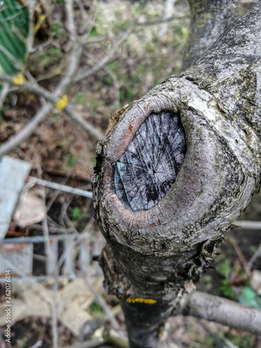 The process of healing a wound on a fruit tree