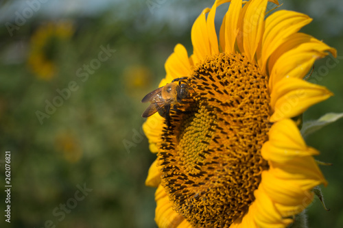 Bumblebee