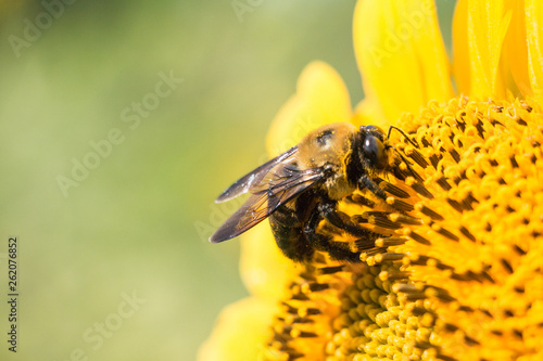Bee on Sunflower