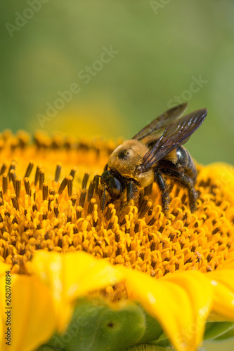 Bee on flower