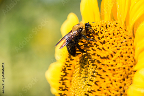 Bee pollinating flower