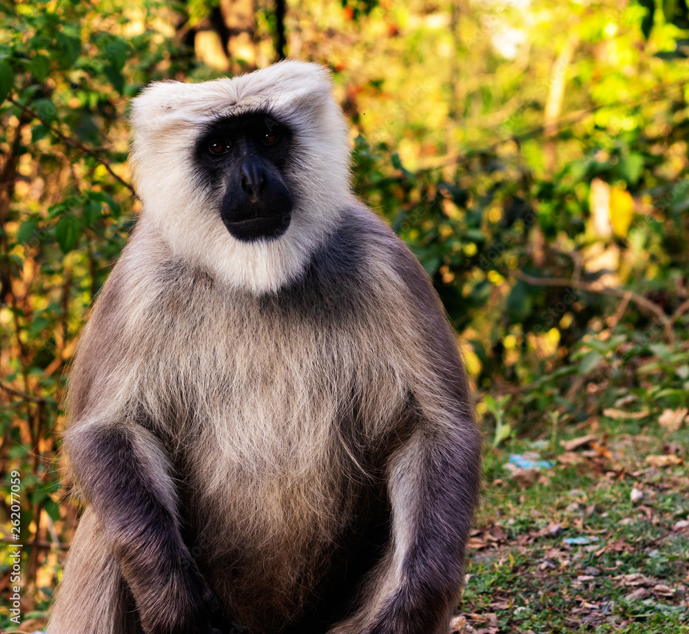 Obraz premium Image of a monkey in Rishikesh, India. 