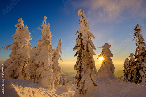 Germany, Bavaria, Bavarian Forest in winter, Great Arber, Arbermandl, snow-capped spruces at sunset