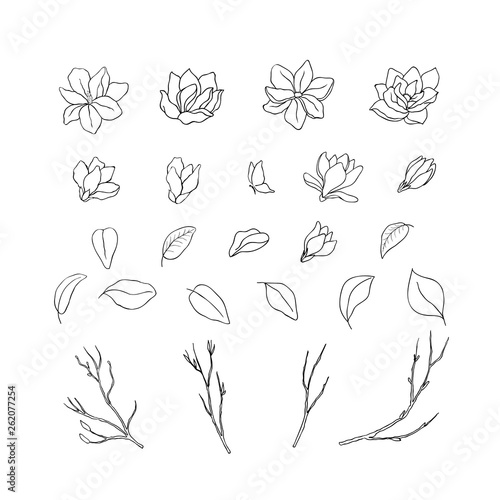 Floral hand drawn design elements. Line art isolated on the white background.