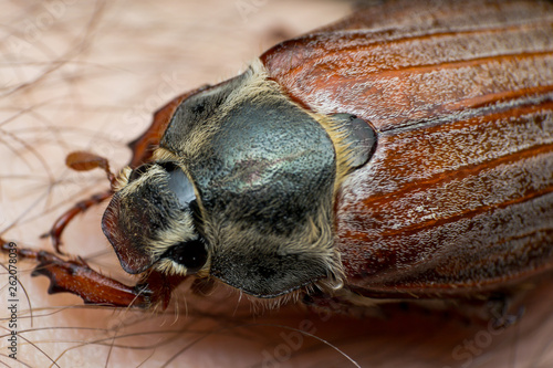 may bug on the human skin surface photo