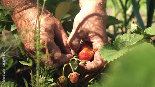 a man's hand tears a red strawberry from a bush. close-up. a farmer harvests a ripe berry. gardener's hand picked strawberries in summer in garden.