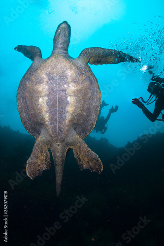 Sea turtle and divers.