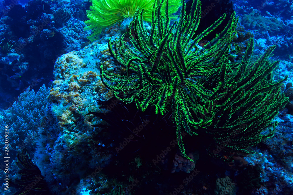 Obraz premium coral reef underwater / lagoon with corals, underwater landscape, snorkeling trip