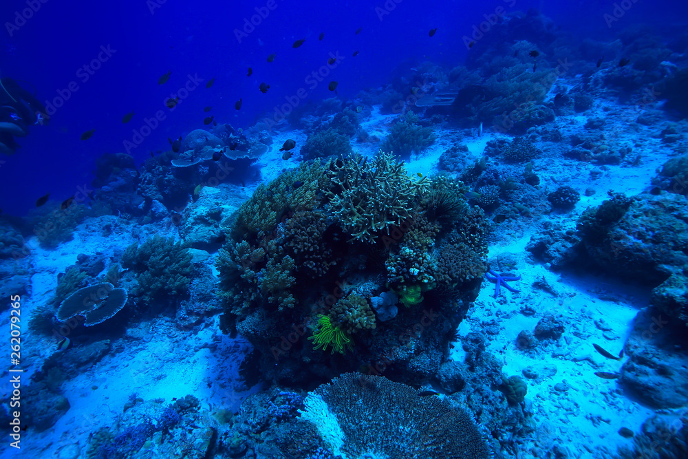 gorgonian large branching coral on the reef / seascape underwater life in the ocean gorgonian large branching coral on the reef / seascape underwater life in the ocean