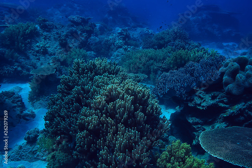 coral reef underwater   sea coral lagoon  ocean ecosystem