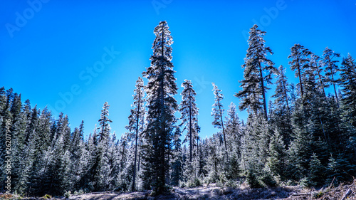blue sky with frozen pine forest in background
