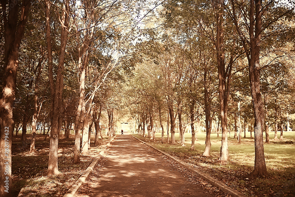 path autumn park / autumn landscape, yellow park in autumn trees and leaves, a beautiful sunny day in the city park. the fall path autumn park / autumn landscape, yellow park in autumn trees and leaves, a beautiful sunny day in the city park. the fall