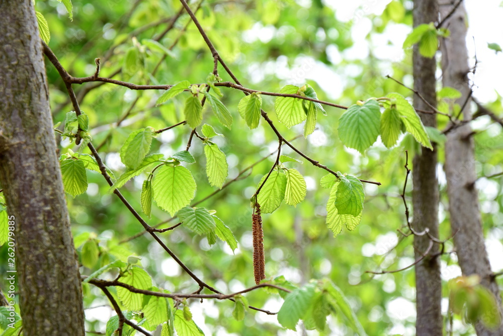 Fototapeta premium Die ersten Blätter treiben aus - es wird Frühling