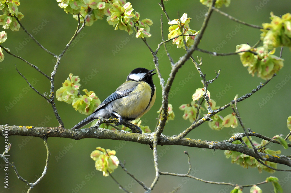 Fototapeta premium mésange charbonnière