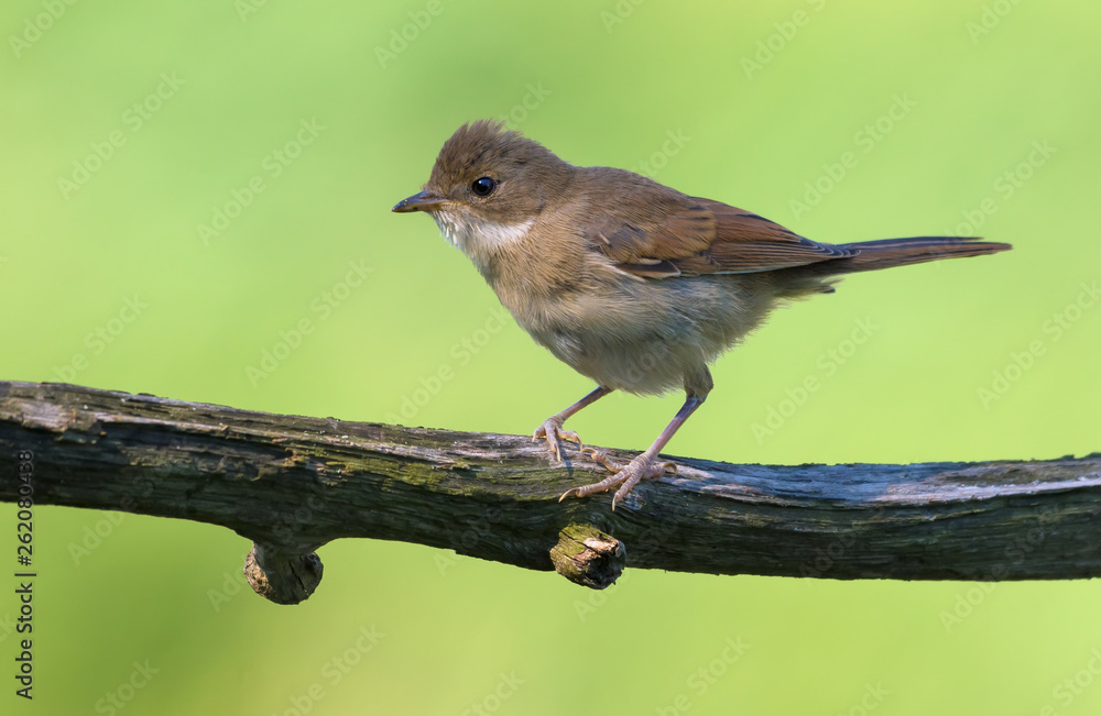 Lovely Young Common whitethroat posing on small stick with green background at sunset Lovely Young Common whitethroat posing on small stick with green background at sunset