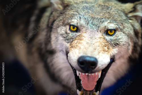 Stuffed wolf. A grinning wo...