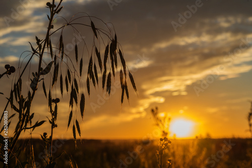 Silhouette of a grass again...