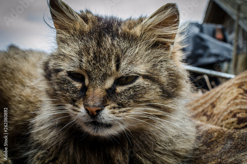 Closeup portrait of a cat. Angry cat outdoors