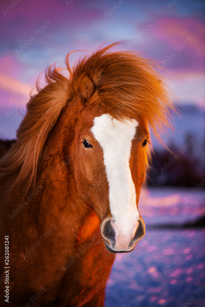 Obraz premium Beautiful red horse with long mane. Portrait of an Icelandic horse on a sunset background.