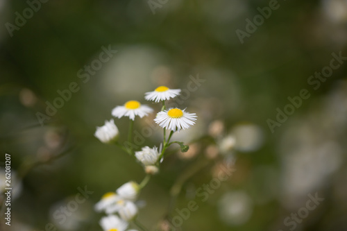 Close up / macro of three blooming daisy flowers with dark green blurry background.