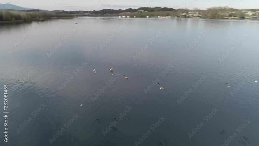Aerial view of birds flying over rowing boats on the pond of Banyoles, a small city of Catalonia Aerial view of birds flying over rowing boats on the pond of Banyoles, a small city of Catalonia