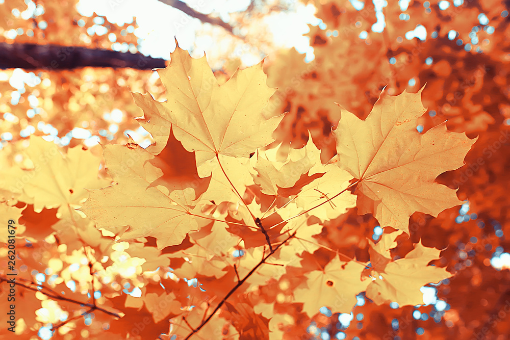 autumn landscape background with yellow leaves / sunny autumn day, the sun's rays at sunset in a beautiful yellow forest, fallen leaves, fall autumn landscape background with yellow leaves / sunny autumn day, the sun's rays at sunset in a beautiful yellow forest, fallen leaves, fall