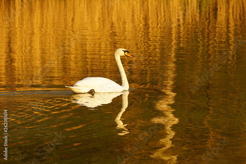 Mute Swan on a lake with reed