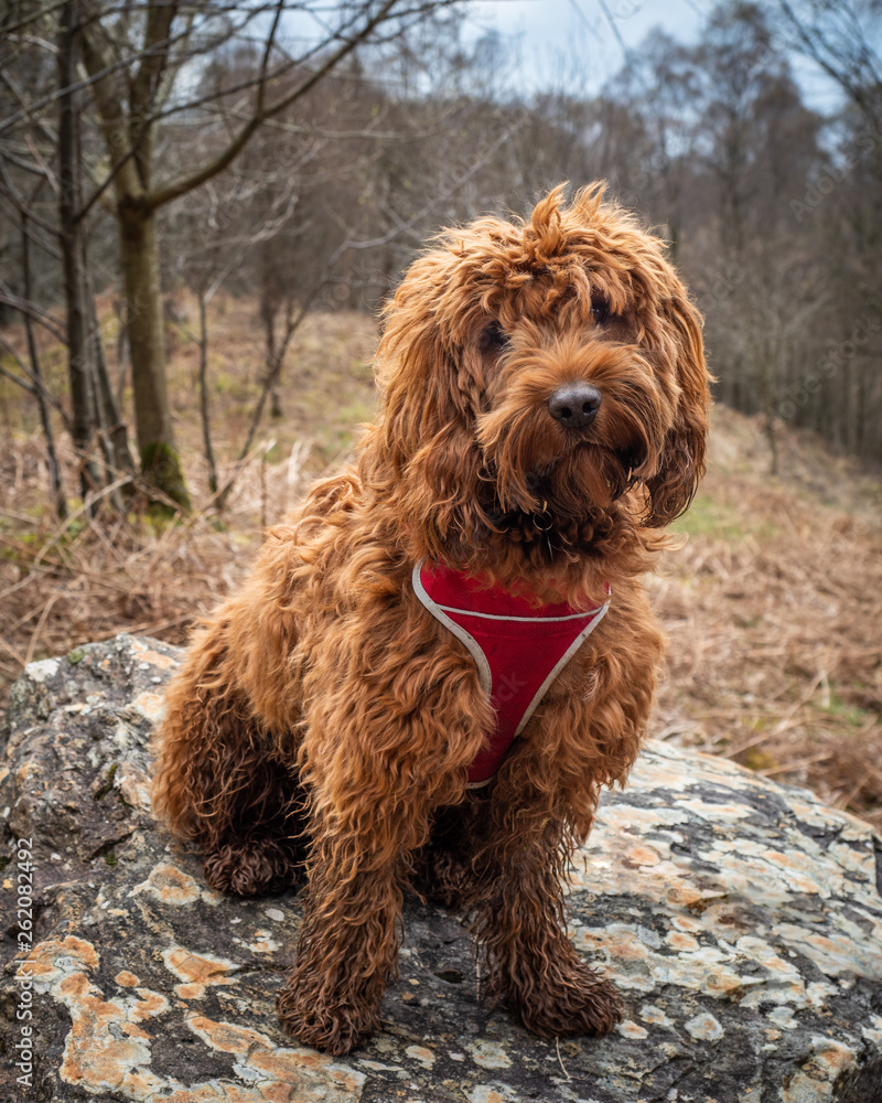 Cockapoo sitting on a rock Cockapoo sitting on a rock