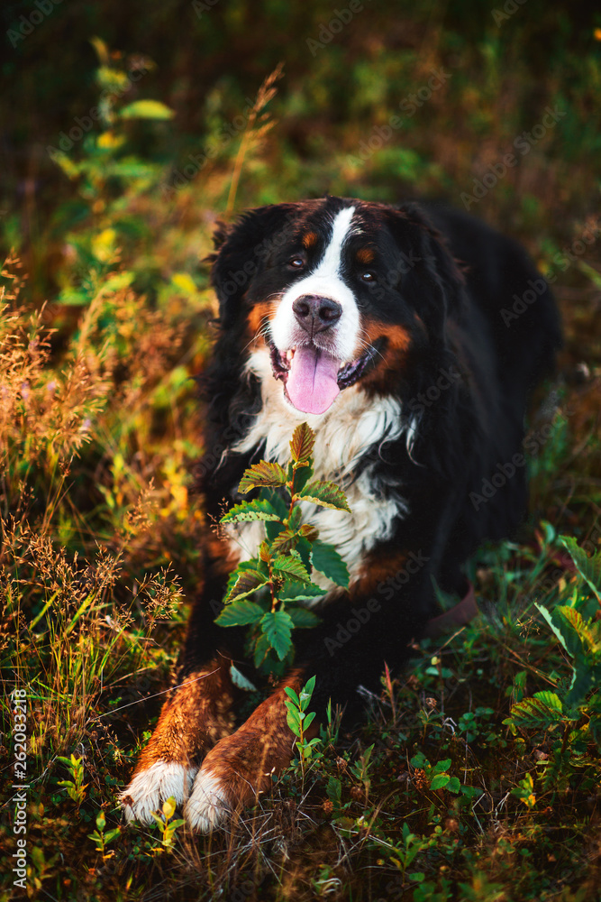 Bernese mountain dog in the yellow field