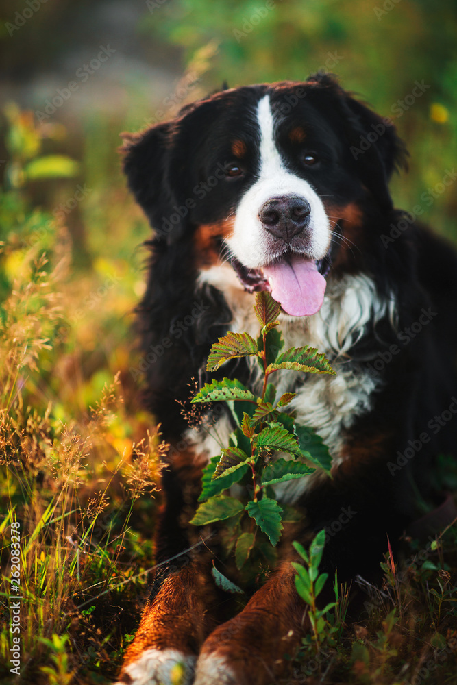 Bernese mountain dog in the yellow field Bernese mountain dog in the yellow field